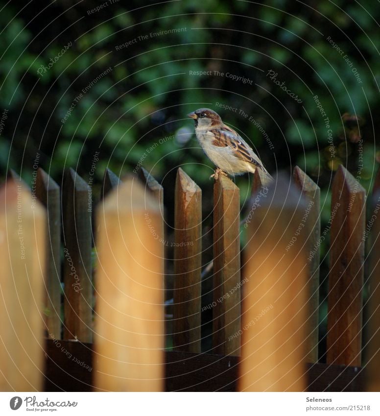 Zaun-königlich Freiheit Sommer Umwelt Natur Gartenzaun Tier Vogel Spatz beobachten sitzen frei klein Farbfoto Außenaufnahme Menschenleer Tag Schatten Zaunpfahl