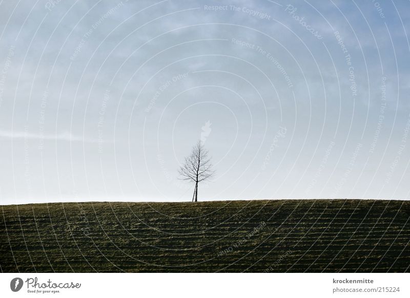 Six Feet Under Umwelt Natur Landschaft Pflanze Himmel Baum Wiese Hügel trist blau grün Langeweile Traurigkeit Einsamkeit einzigartig Leben Tod Ferne Gras