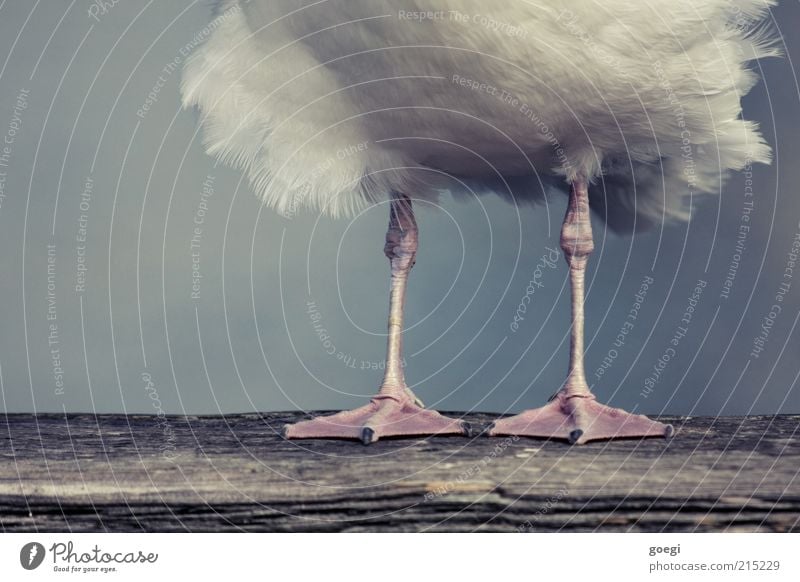 Standpunkt Tier Vogel Möwe 1 Balken Holzbrett stehen warten Schwimmhaut Beine Krallen Feder Farbfoto Gedeckte Farben Außenaufnahme Detailaufnahme Menschenleer