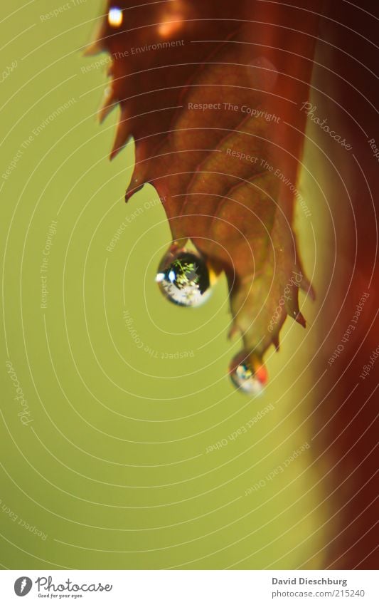 Schietwetter Natur Pflanze Wasser Wassertropfen Herbst Blatt braun grün rot schwarz nass feucht rund Tropfen Kugel Reflexion & Spiegelung Linse hängen Farbfoto