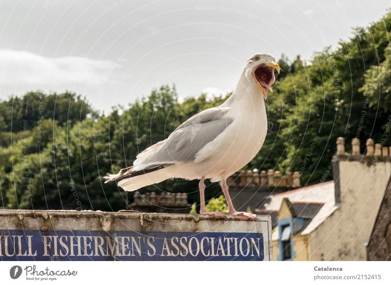 Frischer Fisch; Möwe steht auf einem Schild Ausflug Städtereise Sommer Baum Blatt Buche Küste Tobermory Ile of Mull Fischerdorf Haus Hafen Schornstein Vogel 1