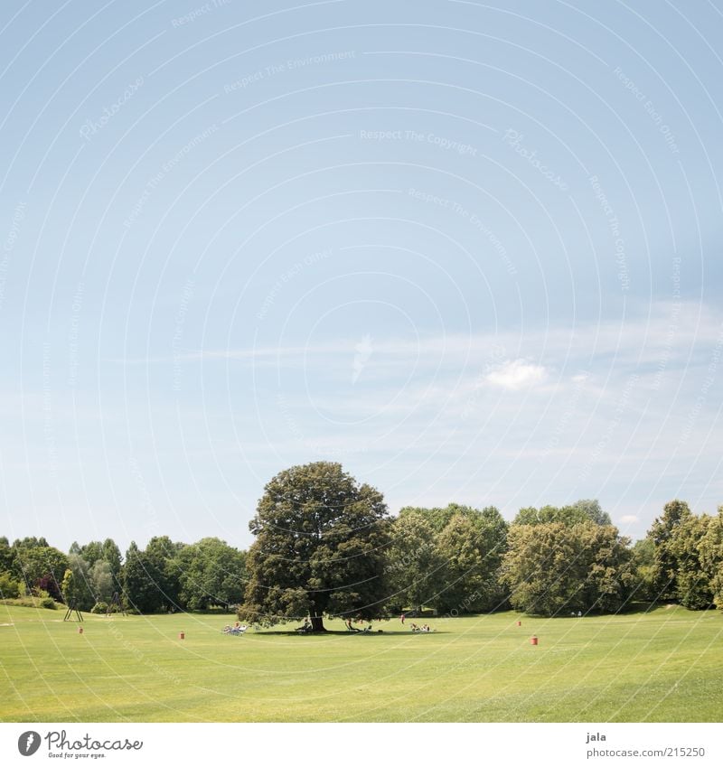 und es war sommer Natur Landschaft Himmel Schönes Wetter Pflanze Baum Gras Park Wiese frisch schön blau grün Farbfoto Außenaufnahme Menschenleer