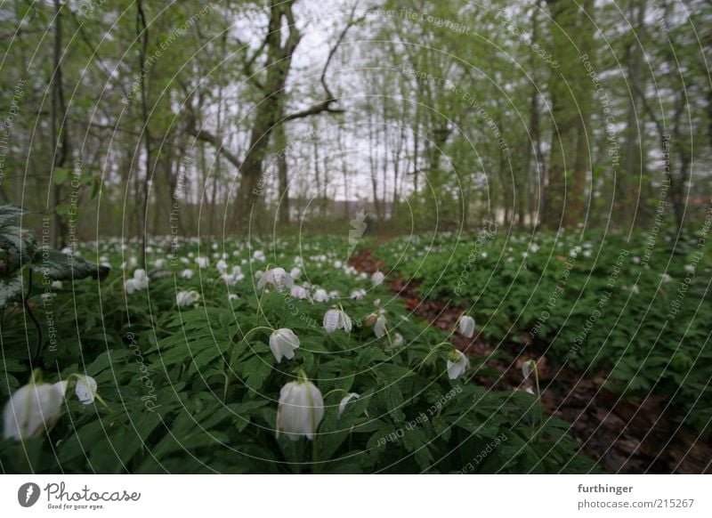 waldboden Umwelt Natur Landschaft Pflanze Frühling Baum Blume Blatt Blüte Grünpflanze Wildpflanze Park Wald Menschenleer grün weiß Stimmung ruhig Waldboden