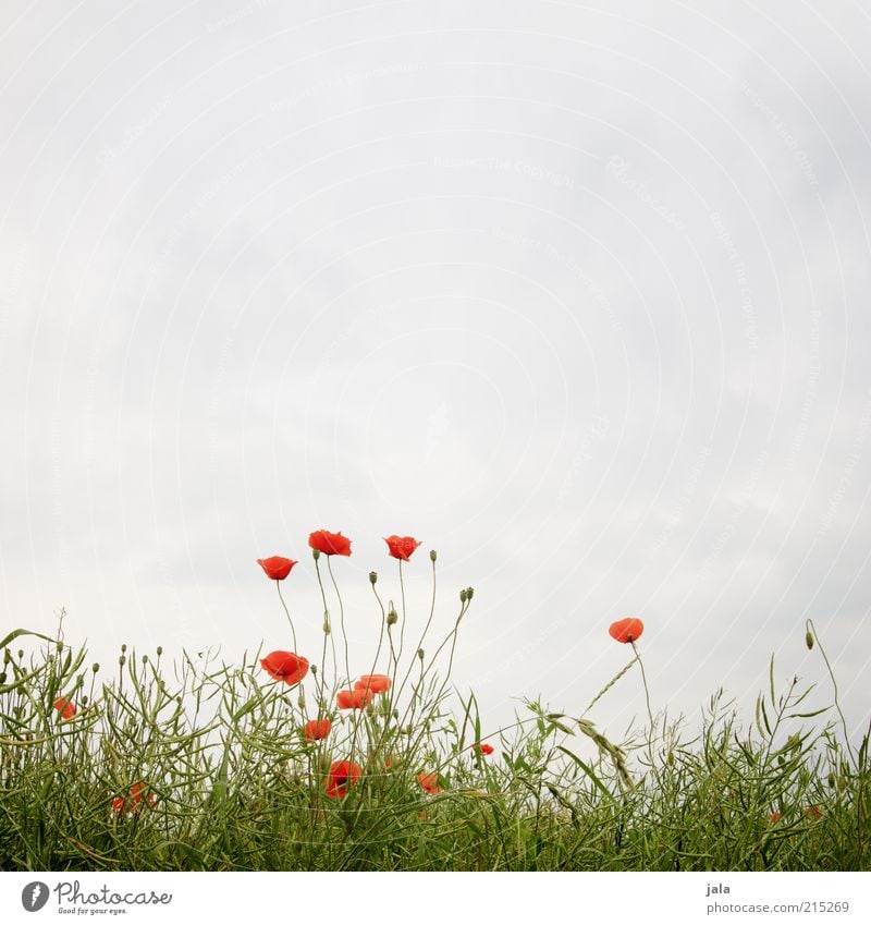 leicht bewölkt Natur Landschaft Pflanze Himmel Sommer Blume Gras Mohn Wiese blau grün rot Farbfoto Außenaufnahme Menschenleer Textfreiraum oben Tag Mohnblüte