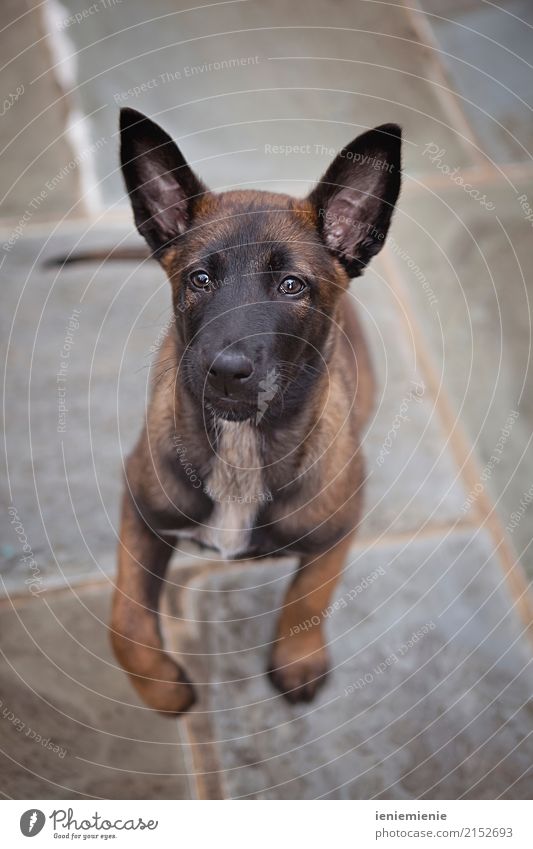 Puppy Malinois Tier Haustier Hund frech Freundlichkeit Fröhlichkeit Freude Tierliebe Freizeit & Hobby Freundschaft Zusammenhalt Welpe springen Blick malinoi