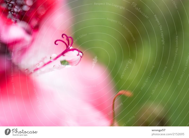 unscheinbares Detail | Blütenstempel - noch näher dran Pflanze Wassertropfen Sommer Regen Blume Garten klein grün rosa rot weiß Makroaufnahme Querformat winzig