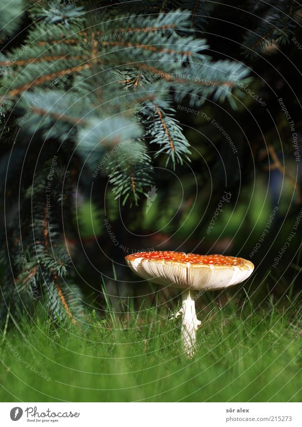 Unter der Tanne Ernährung Natur Pflanze Baum Gras Tannenzweig Fliegenpilz Pilz Pilzhut Wiese Wald Wachstum ästhetisch natürlich schön weich grün rot weiß Glück