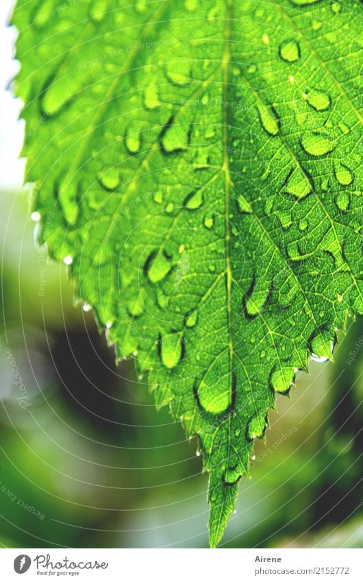 Feierlaune | lass ich mir doch durch das Wetter nicht vermiesen! Natur Wassertropfen Regen Blatt Garten Zacken Tropfen tropfend glänzend frisch hell grün