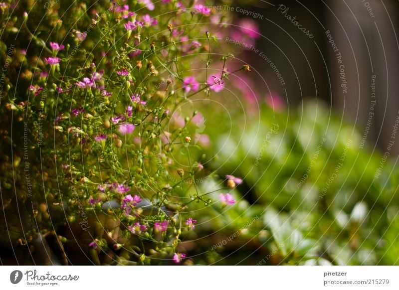 Warm Umwelt Natur Frühling Sommer Wetter Schönes Wetter Pflanze Blume Blatt Blüte Grünpflanze außergewöhnlich frisch schön natürlich positiv grün rosa Farbfoto