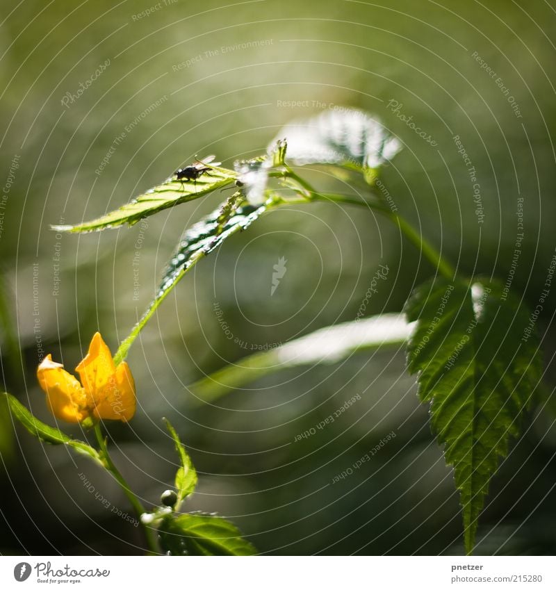 Fliege im Sonnenlicht Umwelt Natur Frühling Sommer Herbst Wetter Schönes Wetter Pflanze Blatt Blüte Tier Wildtier 1 sitzen außergewöhnlich glänzend positiv gelb