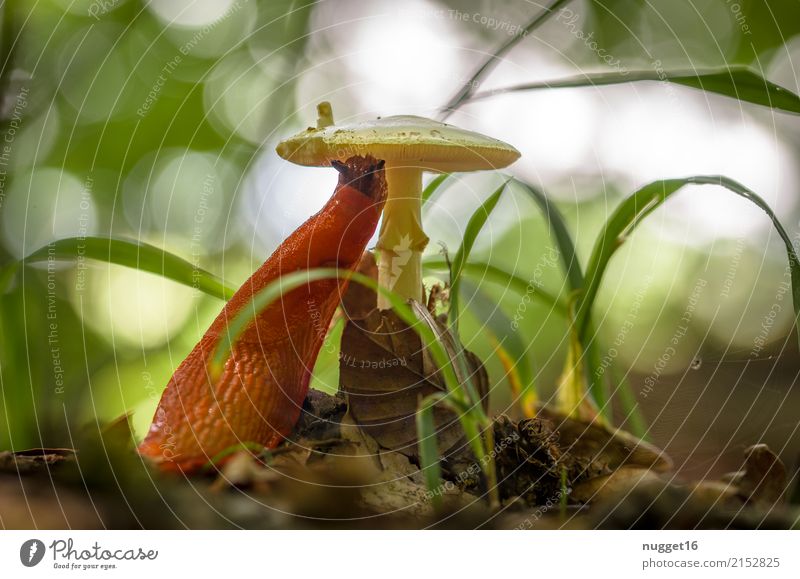 rote Wegschnecke bei der Mahlzeit Umwelt Natur Pflanze Tier Frühling Sommer Herbst Schönes Wetter Gras Pilzhut Park Wald Wildtier Schnecke Nacktschnecken 1