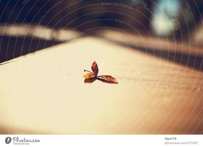 Herbstsommernachmittag Natur Pflanze Tier Sommer Schönes Wetter Blatt Grünpflanze atmen Denken entdecken Erholung glänzend genießen Unendlichkeit braun gelb