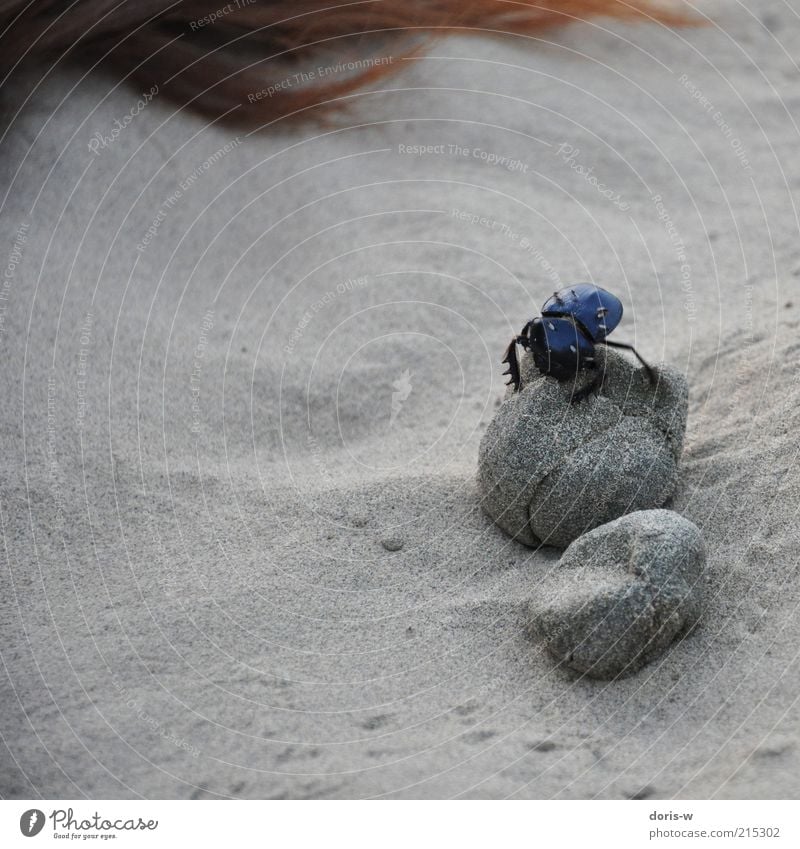 dung beetle Tier Käfer 1 Skarabäus Mistkäfer Sand Insekt exotisch krabbeln Kot Spuren Farbfoto Außenaufnahme Nahaufnahme Detailaufnahme Menschenleer