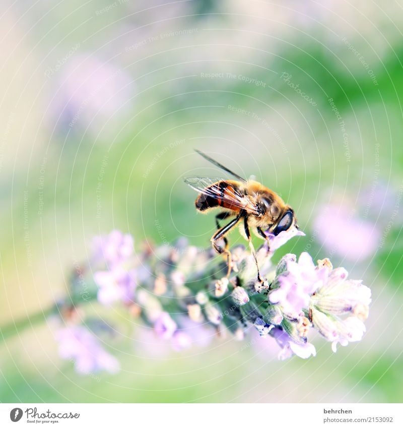 den kopf in die blüte stecken... Natur Pflanze Tier Sommer Schönes Wetter Blume Blatt Blüte Lavendel Garten Park Wiese Wildtier Biene Tiergesicht Flügel 1