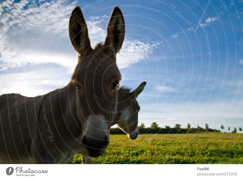 Esel im Doppelpack Ferne Natur Wolken Schönes Wetter Gras Feld Nutztier Tiergesicht 2 Tierpaar Bewegung füttern Wachstum authentisch Zusammensein schön stark