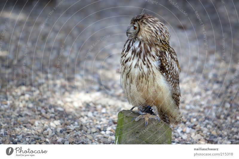 Eule Tier Wildtier Vogel Eulenvögel Uhu 1 beobachten sitzen braun Farbfoto Gedeckte Farben Außenaufnahme Menschenleer Textfreiraum links Tag