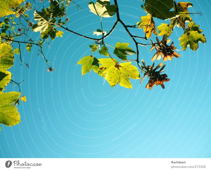 herbstluftlicht. Leben ruhig Umwelt Natur Himmel Wolkenloser Himmel Sonnenlicht Herbst Schönes Wetter Herbstlaub Ast Hintergrund neutral Farbfoto mehrfarbig