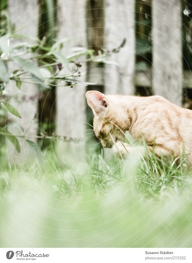 Zeit für mich. Garten Tier Haustier Wildtier Katze Tiergesicht Pfote Tierjunges Sauberkeit Reinigen Zaun rot eng fleißig Katzenpfote Farbfoto Außenaufnahme