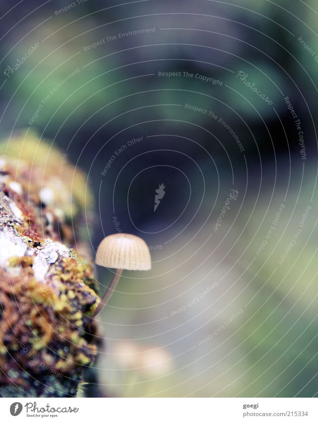 schöne Farben mit störendem Pilz Umwelt Natur Pflanze Herbst Baum Moos Pilzhut Moor Sumpf Holz klein Farbfoto Außenaufnahme Menschenleer Textfreiraum rechts