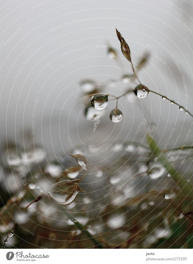 herbsttropfen Umwelt Natur Pflanze Wassertropfen Herbst Klima Nebel Gras Grünpflanze frisch glänzend nass natürlich ruhig Außenaufnahme Nahaufnahme