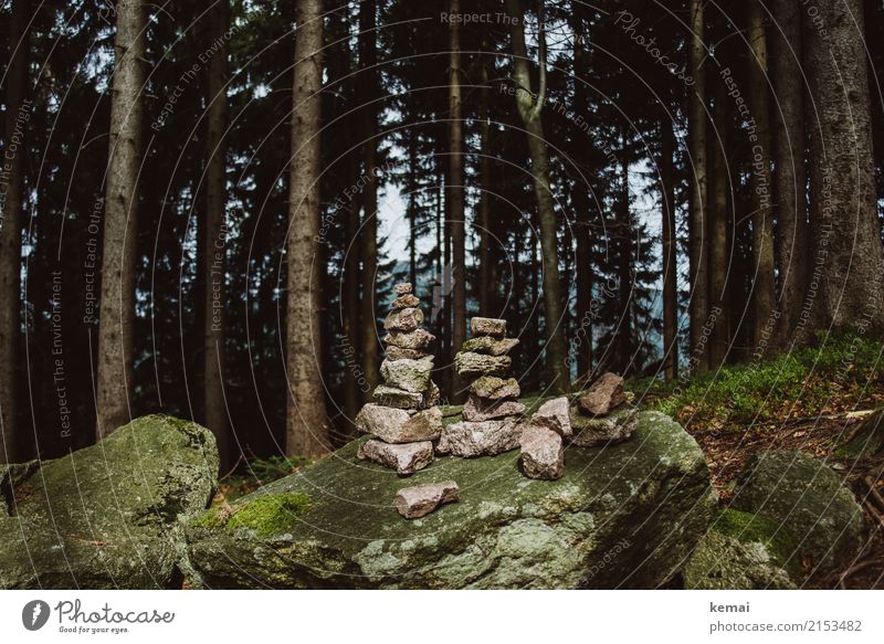 Steinmanderl Freizeit & Hobby Ausflug Abenteuer Freiheit wandern Umwelt Natur Baum Moos Baumstamm Wald Felsen Steinmännchen Wegweiser Schilder & Markierungen