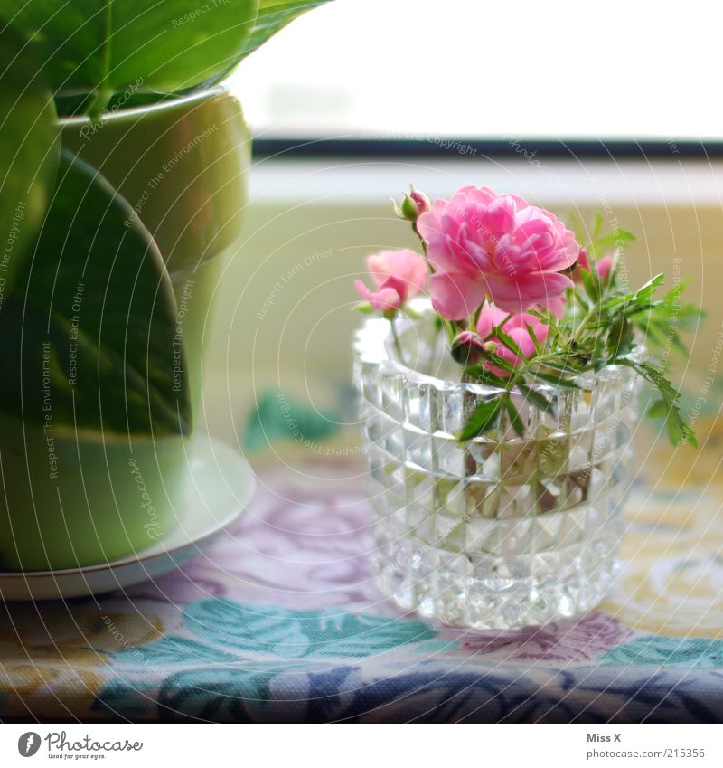 Blümchen für Luis Häusliches Leben Dekoration & Verzierung Blume Blatt Blüte Topfpflanze Blühend Duft Wachstum zart Farbfoto mehrfarbig Innenaufnahme