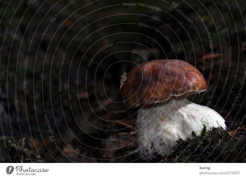 qwertz Waldpilz Pflanze Moos Pilz Pilzhut Steinpilze Waldboden Farbfoto Außenaufnahme Dämmerung 1 einzeln Textfreiraum oben Textfreiraum links Naturwuchs