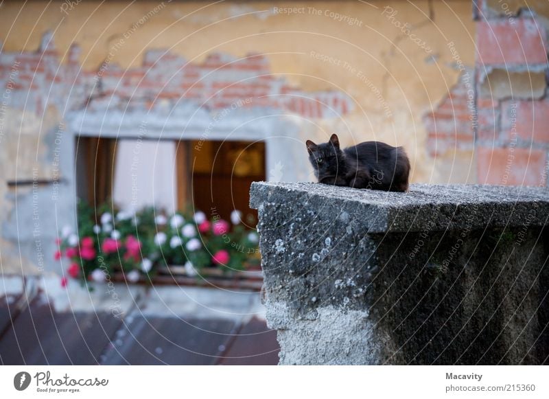 Einäugige Katze Mauer Wand Fenster Dach Haustier hässlich braun grau Einsamkeit Angst Schüchternheit Volksglaube ruhig stagnierend Verfall blind Misstrauen Omen