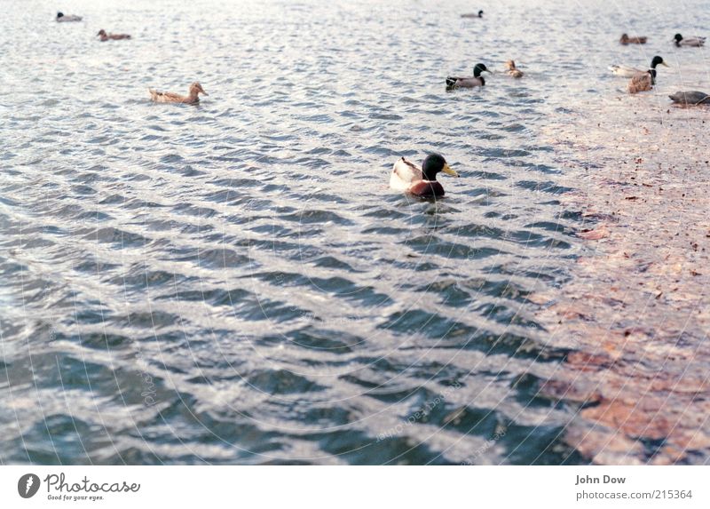 Duck's Day Tier Tiergruppe nass Natur Teich Wasser Ente Entenvögel Wasseroberfläche Blatt mehrere Ententeich Wellenlinie Textfreiraum unten Im Wasser treiben