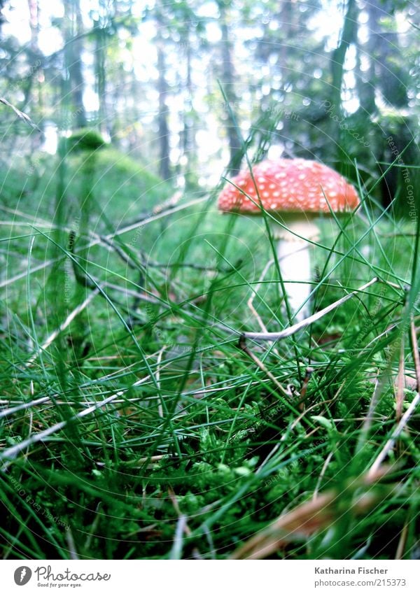 Fliegenpilz Umwelt Natur Landschaft Herbst Pflanze Gras Sträucher Wald grün rot weiß Pilz Baum Blatt Waldboden Gift Pilzhut gepunktet Wetter Wiese Farbfoto