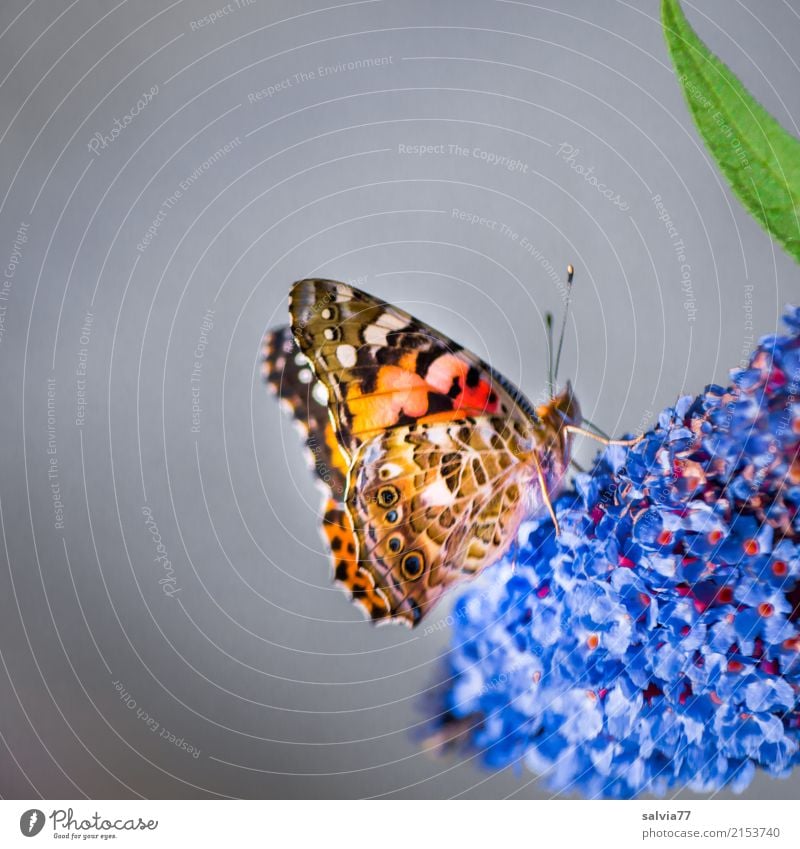 Genießer Wohlgefühl Zufriedenheit Sinnesorgane Duft Natur Sommer Blume Blüte Sommerflieder Garten Tier Schmetterling Flügel Insekt Distelfalter 1 genießen süß