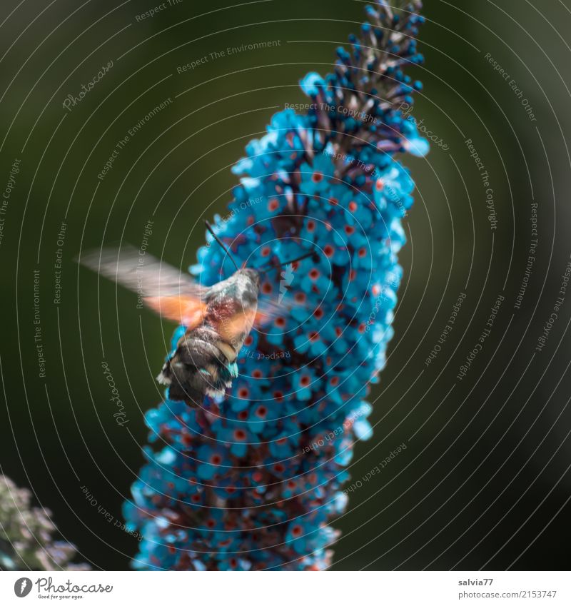 blaue Zapfsäule Natur Sommer Pflanze Baum Sträucher Blüte Sommerflieder Garten Tier Schmetterling Flügel Insekt Schwärmerei 1 fliegen trinken Duft lecker