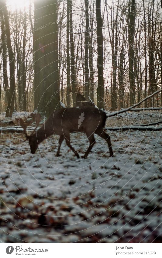 Analoger Wildfang Jagd Winter Schnee Sonnenlicht Baum Wald 1 Tier Fressen frei ruhig Freiheit Reh Schneelandschaft Geäst Ast Baumstamm Waldlichtung Horn