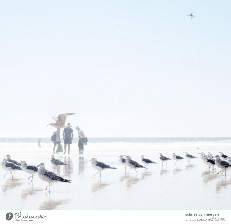 galant Meer Strand Mensch Wasser Sonne Sommer hell Ferne ruhig Zeit Ferien & Urlaub & Reisen Möwe Tier Vogel maritim Richtung Blick Schwimmen & Baden Gang