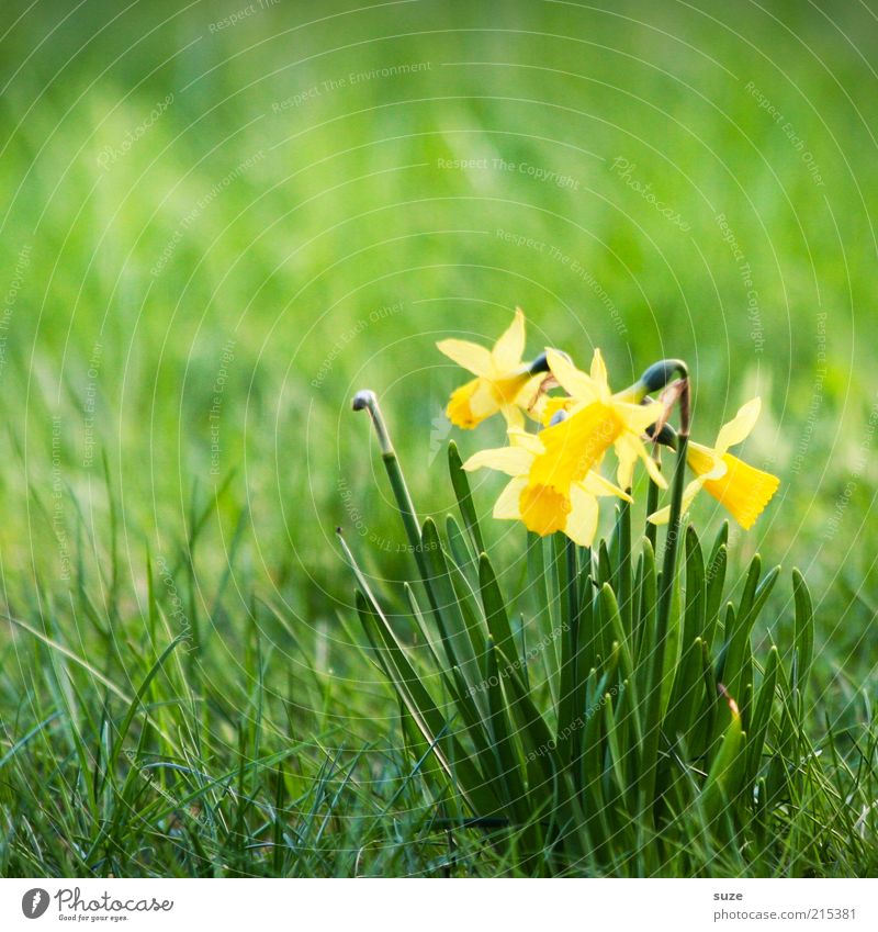 Ein Haufen Narzissten Natur Pflanze Frühling Blume Blüte Wiese gelb grün Narzissen Frühblüher März April Blühend Frühlingsblume Gelbe Narzisse Farbfoto