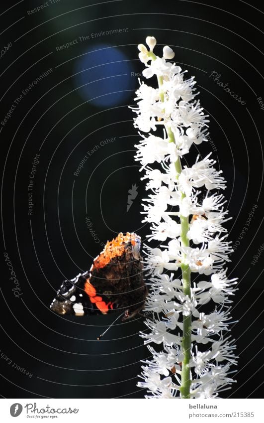 Jawoll, Herr Admiral! Natur Pflanze Tier Sonnenlicht Sommer Wetter Schönes Wetter Wildpflanze Wildtier Schmetterling Flügel 1 sitzen schön Insekt Farbfoto