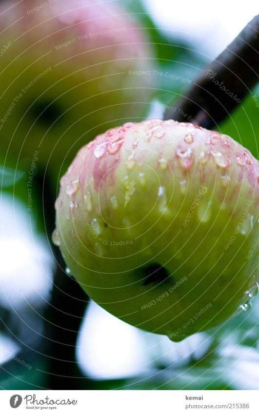 Nasser Glückwunsch-Apfel Lebensmittel Frucht Apfelbaum Ernährung Bioprodukte Vegetarische Ernährung Umwelt Natur Pflanze Wasser Wassertropfen Herbst