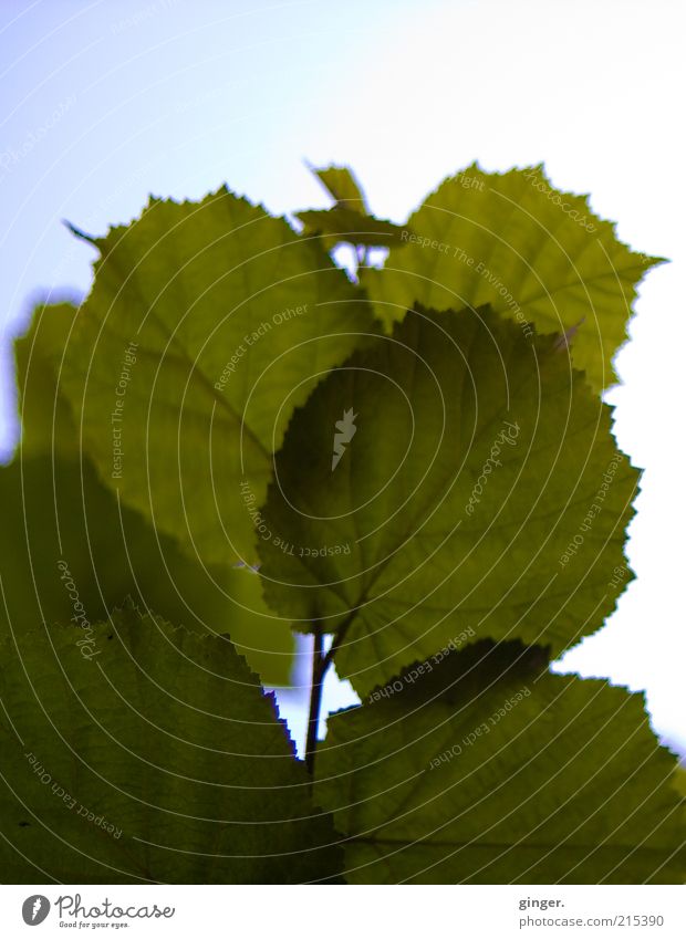 **200 x blättern** Natur Pflanze Blatt grün durchscheinend Himmel Menschenleer Farbfoto Gedeckte Farben Außenaufnahme Detailaufnahme Muster Strukturen & Formen