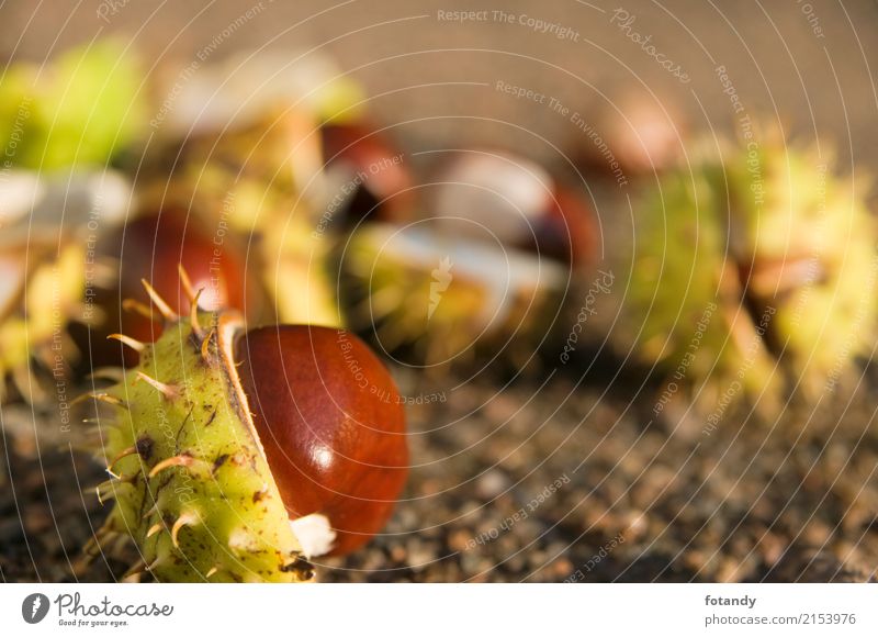 chestnut in the foreground Natur Erde Kastanie Rosskastanie stachelig Samen Nuss glänzend natürlich braun gelb grün ruhig Schalenfrucht bersten reif Frucht