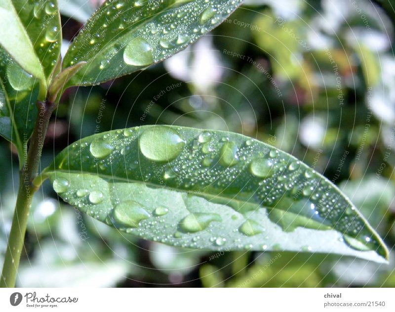 Regenblatt Blatt Sommer frisch Garten Detailaufnahme