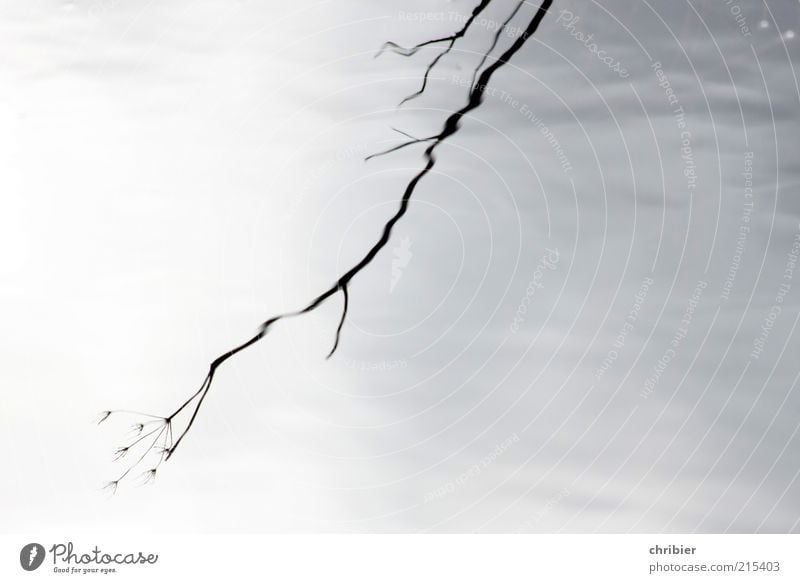 Ab Zweig ung Umwelt Natur Pflanze Wasser Sträucher Wellen Bach alt verblüht dehydrieren Wachstum nass grau schwarz ruhig Trauer Tod Endzeitstimmung