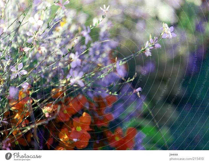 Blütenmix Pflanze Blume schön grün violett rot Blumenbeet mehrfarbig Schönes Wetter Farbfoto Außenaufnahme Nahaufnahme Schwache Tiefenschärfe Menschenleer Tag