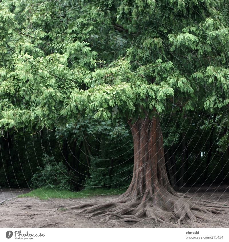 Baum Umwelt Natur Blatt Baumstamm Baumkrone alt grün Kraft standhaft Wurzel Wurzelbildung Farbfoto Außenaufnahme Menschenleer 1 groß verwurzelt