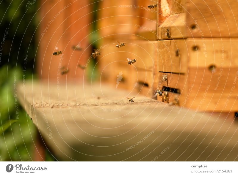 Bienchen Lebensmittel Honig Ernährung Gesundheit Wohlgefühl Sonne Sommer Klima Blüte Garten Park Wiese Wald Biene Schwarm Verlässlichkeit Ziel Zukunft