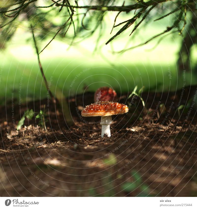 diabolischer Pilz Ernährung Natur Pflanze Gras Pilzhut Fliegenpilz Tannenzweig Unterholz Wald Wachstum ästhetisch bedrohlich natürlich schön weich braun grün