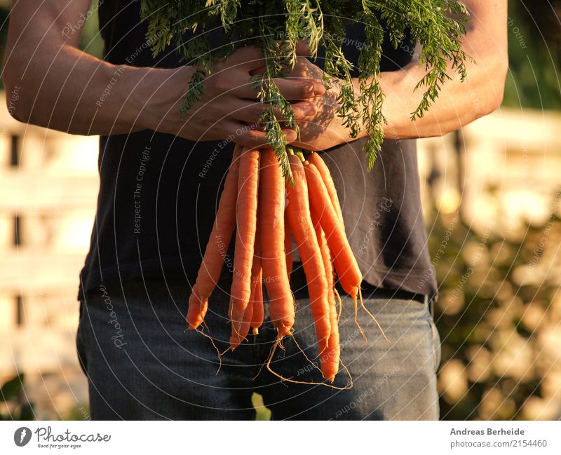 Frisch gerntet Gemüse Bioprodukte Vegetarische Ernährung Lifestyle Sommer Mensch maskulin Gesundheit organic Landwirt vegetable healthy farm garden green