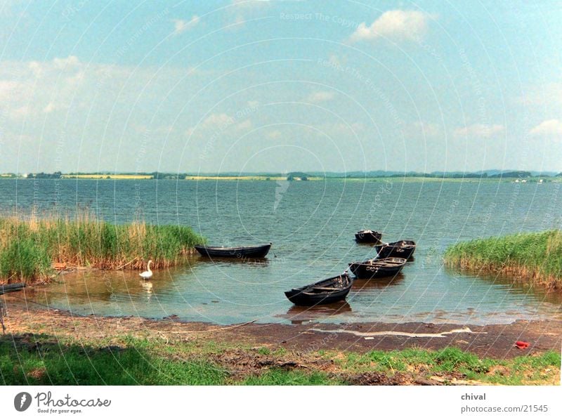 Boddenlandschaft Meer See Schwan Wasserfahrzeug Sumpf Schilfrohr Himmel Ferne