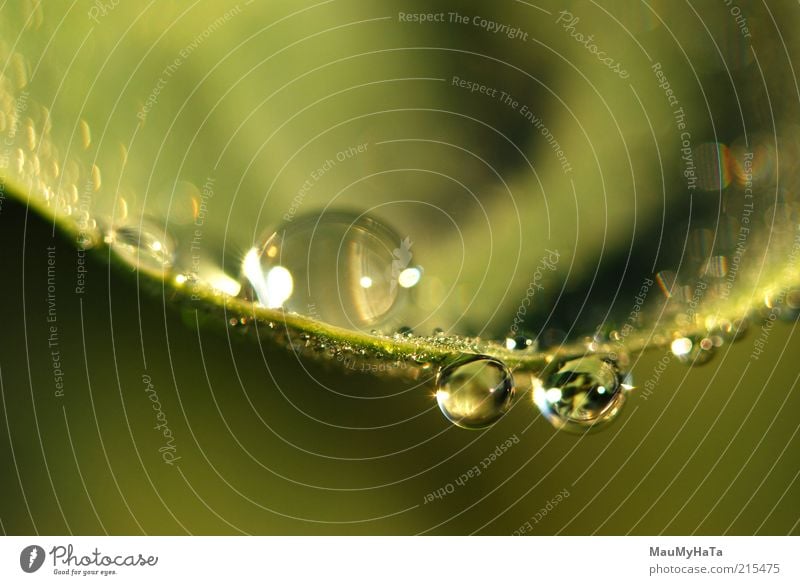 Wassertropfen Natur Pflanze Urelemente Sonne Sonnenlicht Herbst Klima Gras Blatt Erholung exotisch Idee kalt Kunst Leben Ferne Reichtum Kraft Stil Farbfoto