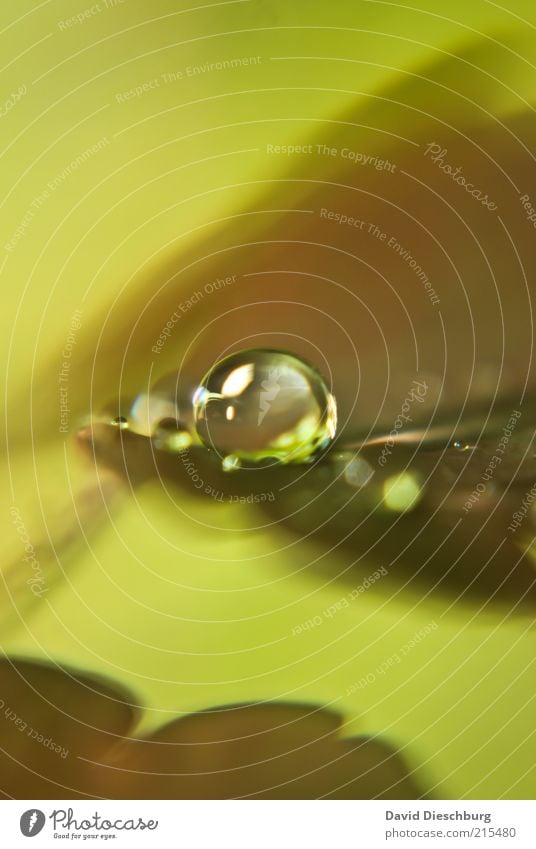 Art of raindrops Natur Pflanze Wasser Wassertropfen Herbst Blatt braun grün nass feucht Tau rund Kugel herbstlich Herbstfärbung Farbfoto Außenaufnahme