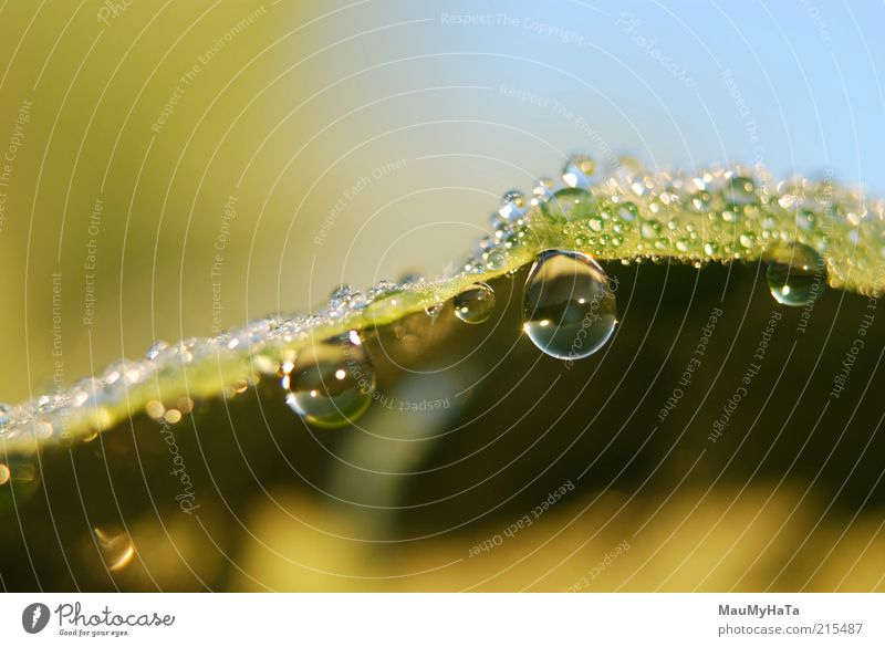 Zwei Tropfen, zwei Augen Natur Pflanze Urelemente Wasser Wassertropfen Himmel Sonne Sonnenaufgang Sonnenuntergang Sonnenlicht Herbst Klima Regen Gras Blatt gut